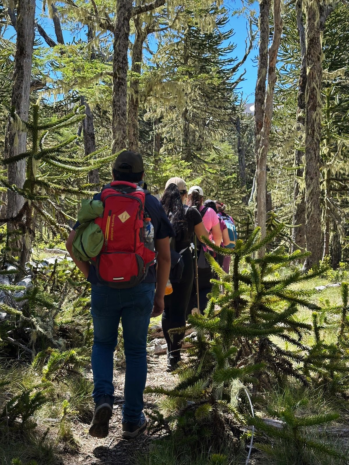 Trekking hacia la Laguna Cochor en Cunco