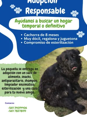 Adopción cachorra 8 meses Lautaro - Dócil y cariñosa con traslado incluido
